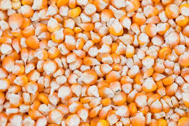 Maize